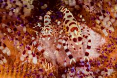 Coleman Shrimp - Periclemenes colemani