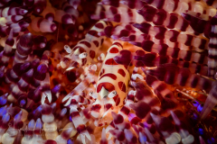 Coleman Shrimp - Periclemenes colemani