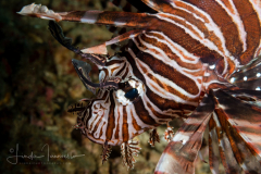 Common Lionfish - Pterois volitans