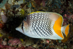 Crosshatch Butterflyfish - Chaetodon xanthurus