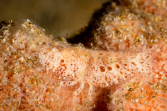 Cryptic Sponge Shrimp - Gelastocaris paronae