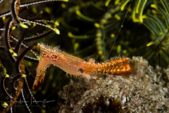 Donald Duck Shrimp - Leander plumosus