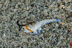 Dragonet