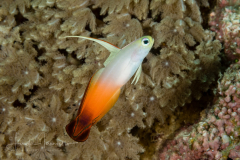 Fire Dartfish - Nemateleotris magnifica