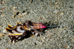 Flamboyant Cuttlefish - Metasepia pfefferi
