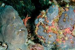 Giant Frogfish - Antennarius commersoni