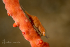 Gorgonian Shrimp