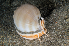 Grey Bonnet - Phalium glaucum