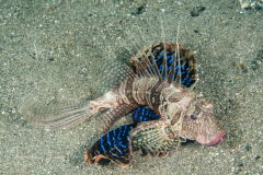 Gurnard Lionfish - Parapterois hetururus