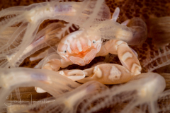 Haig's Porcelain Crab - Porcellanella haigae