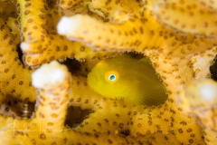 Hairy/Bearded Goby