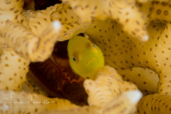 Hairy/Bearded Goby