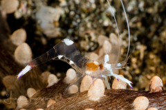 Holthuis' Anemone Shrimp - Ancylomenes holthuisi ?