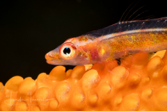 Large Whip Goby - Bryaninops amplus