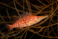 Longnose Hawkfish - Oxycirrhites typus