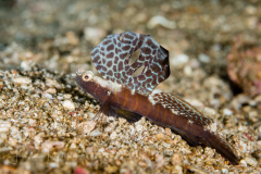 Magnificent Shrimpgoby - Flabelligobius sp.
