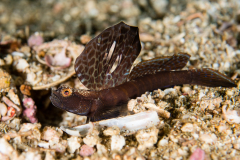 Magnificent Shrimpgoby - Flabelligobius sp.