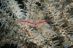 Manipontonia psamathe