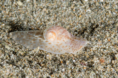 Moon Snail