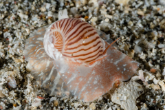 Moon Snail - Naticarius gracilis