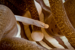 Mushroom Coral Pipefish - Siokunichthys nigrolineatus