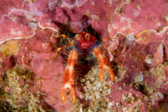 Olivar's Squat Lobster - Munida olivarae
