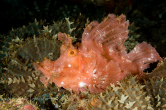 Paddle-Flap Scorpionfish - Rhinopias eschmeyeri