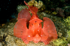 Paddle-Flap Scorpionfish - Rhinopias eschmeyeri