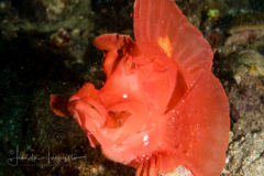 Paddle-Flap Scorpionfish - Rhinopias eschmeyeri