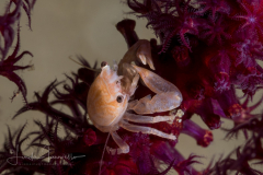 Porcelain Crab