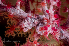Pygmy Seahorse - Hippocampus bargibanti