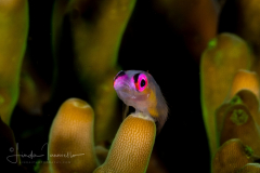 Red-Eye Hovering Goby - Bryaninops natans