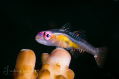 Red-Eye Hovering Goby - Bryaninops natans