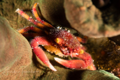 Red Fuzzy Crab
