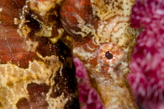 Seahorse