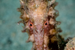 Seahorse