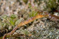 Shortpouch Pygmy Pipehors - Acentronura breviperula
