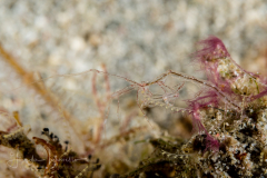 Skeleton Shrimp - Caprella sp.