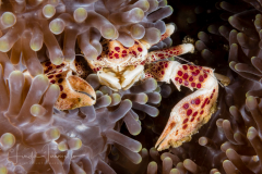 Spotted Porcelain Crab - Neopetrolisthes maculatus