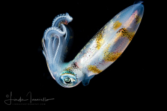 Squid at Night