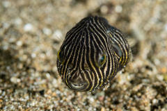 Star Puffer - Arothron stellatus