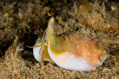 Strombus bulla (Röding, 1798)