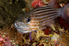 Tiger Cardinalfish - Cheilodipterus macrodon