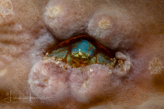 Unknown Coral Crab