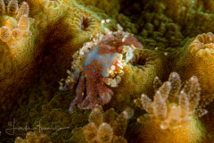 Unknown Coral Crab