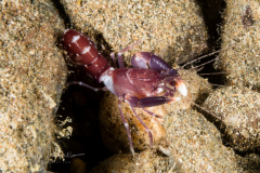 Unknown Snapping Shrimp