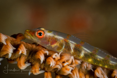 Unknown Whip Goby