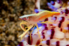 Urchin Shrimp - Allopontonia brockii