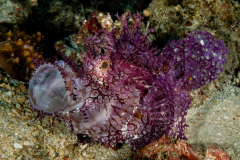 Weedy Scorpionfish - Rhinopias frondosa