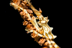 Wire Coral Crab - Xenocarcinus tuberculatus